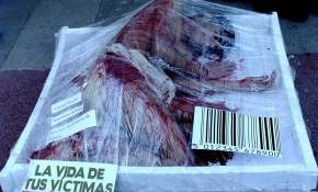 Exitosa jornada "Bandejaas de carne humana" realizada por Eligeveganismo Copiapó en Plaza de Armas
