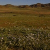 Desierto Florido llena de colores Atacama