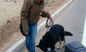 "Amira" el perro de Carabineros que logró detectar 184 mil dosis de droga en Copiapó