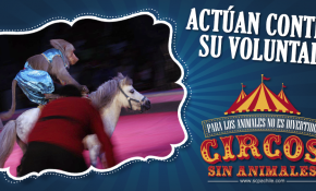 Organización inicia campaña que invita a no visitar circos con animales 